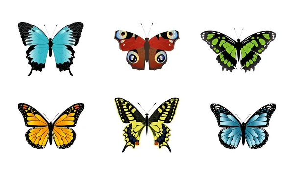 Conjunto Mariposas Colores Vectoriales Mariposas Insectos Sobre Fondo Blanco — Vector de stock
