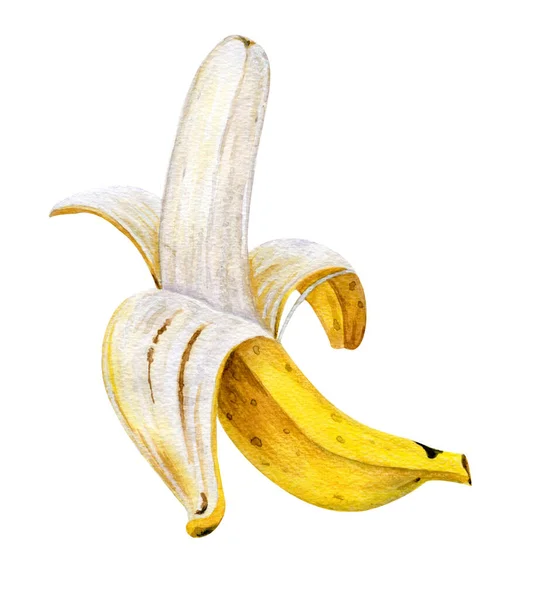 Sarı suluboya muz. Bir avuç muz. Soyulmuş muz. Beyaz arkaplanda suluboya meyve.