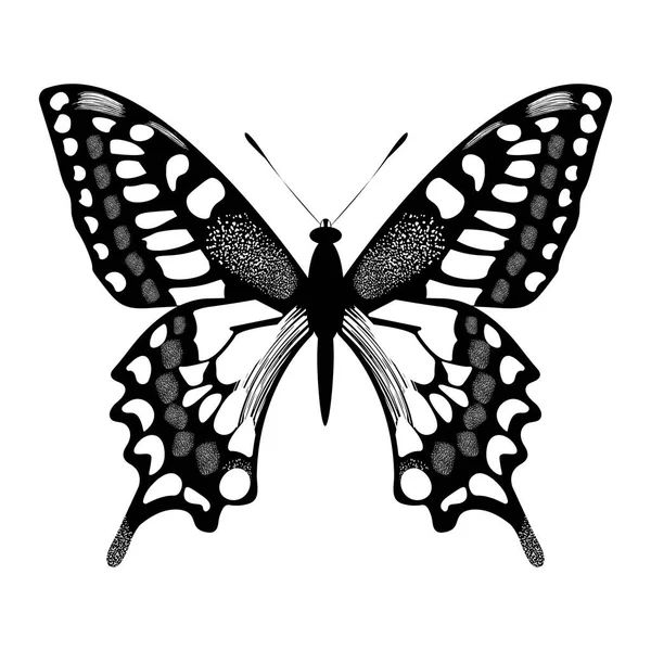 Векторная Бабочка Графике Бабочка Насекомое Чёрно Белый Мачаон — стоковый вектор