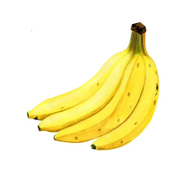 Bir demet suluboya sarı muz. Soyulmuş muz. Beyaz arkaplanda suluboya meyve.