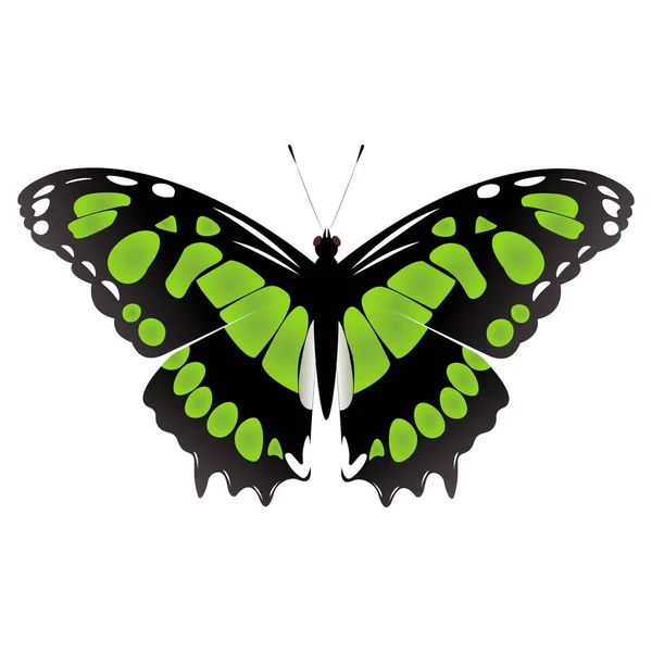 Διανυσματική Πεταλούδα Siproeta Stelenes Πεταλούδες Απελευθέρωσης Μαλαχίτη — Διανυσματικό Αρχείο