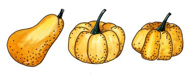 Siyah çizgili suluboya balkabağı seti. Sebze. Cadılar Bayramı. Grafik tasarımcı balkabakları.