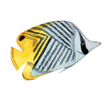 Kızıl denizin suluboya balığı. Kelebek balığı. Chaetodon auriga