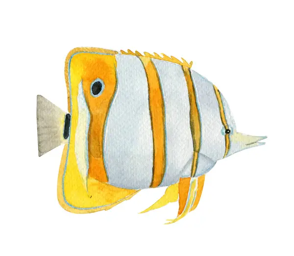 Kızıl denizin suluboya balığı. Kelebek balığı. Chaetodontidae. Chelmon Rostatus. Bakır bant kelebek balığı.