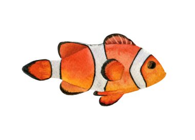 Kızıl denizdeki suluboya balıklar beyaz arka planda izole edilmiş. Amfiprion Palyaço Balığı.