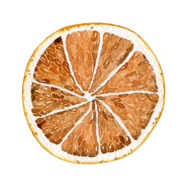 Beyaz arka planda kuru turuncu bir suluboya. Bir dilim kurutulmuş portakal.