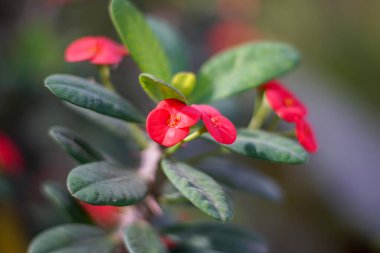Mutluluk değirmeni kırmızısı, çiçek açmış güzel çiçekler. Dikenli kırmızı taç süs bitkisi. Poi Sian ağacı. Poi Sian bilimsel adı Euphorbia Milii Desmoul. Euphorbiaceae ailesine ait.