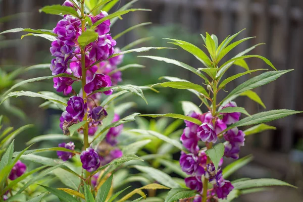 Bunga Pacar Aire Impatiens Balsamina Floreciendo Maravillosamente Jardín Una Planta —  Fotos de Stock