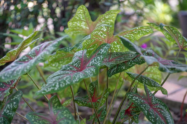 Gyönyörű Keladi Virág Zöld Piros Levelekkel Közelről Vörös Taro Dísznövények — Stock Fotó
