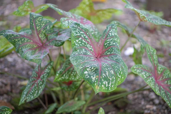 Beautiful keladi flower with green and red leaves, taken from a close-up angle. Red taro ornamental plants can thrive anywhere