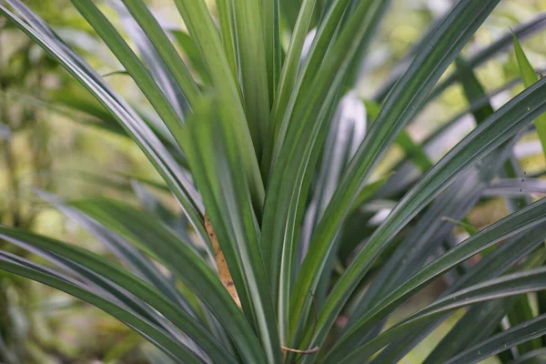 Растение Семейства Пандановых Характерным Ароматным Листом Называемым Панданом Процветало Садах — стоковое фото