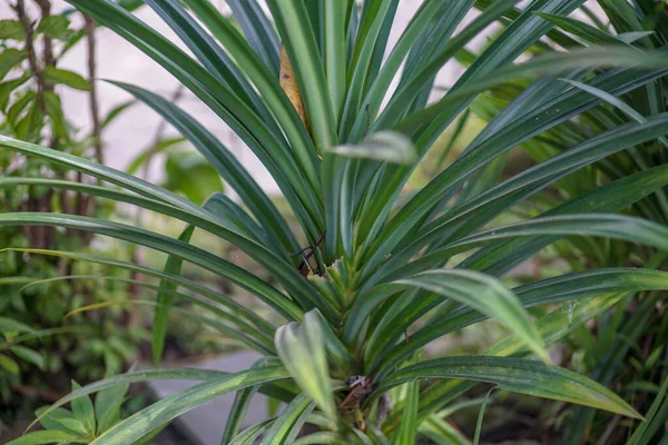 a plant from the Pandanaceae family that has a distinctive scented leaf called pandan has been thriving in gardens. The leaves are an important component in Indonesian and Asian cooking traditions.