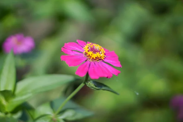 stock image Beautiful pink sunflower (Helianthus annuus L) petals growing in a garden close angle shot with blurred background