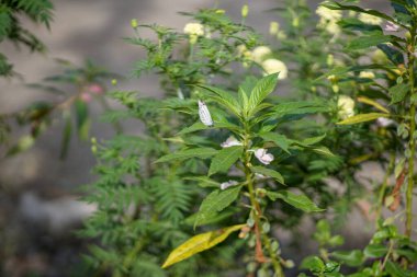 Yeşil yapraklı bitkinin üzerine tünemiş beyaz kelebek çok güzel görünüyor.