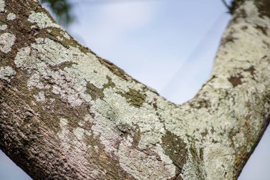 Arka planda bulanık yeşil yapraklı Y-dallı mango ağacı gövdesi