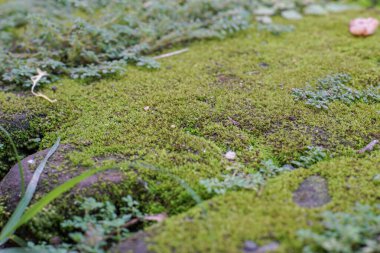 Yeşil yosun ve yabani otlarla kaplı kaya