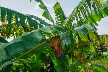 Yaprakları yağmurdan ıslanmış muz ağacı