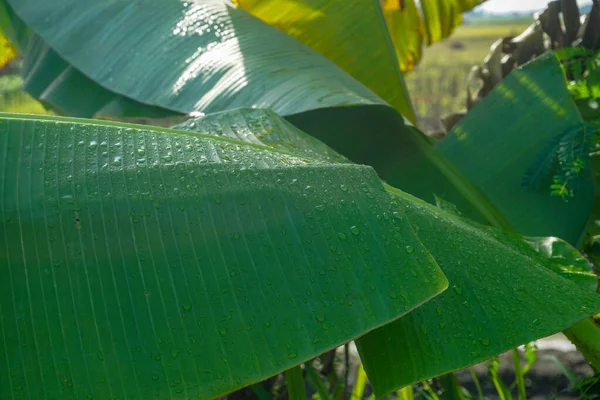 Банан Листья Которого Мокрые Дождя — стоковое фото