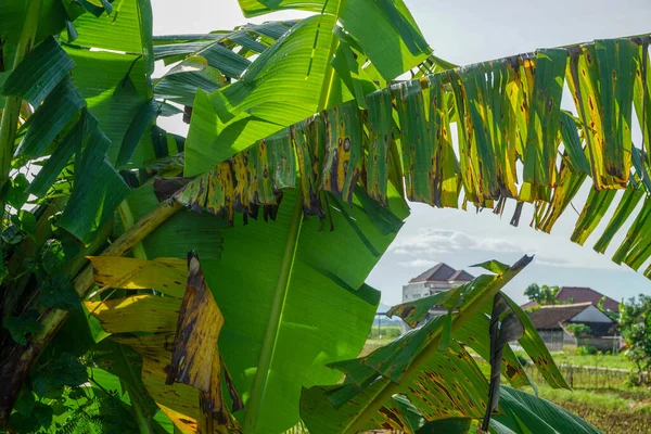 Μπανανόδεντρο Του Οποίου Φύλλα Είναι Βρεγμένα Από Βροχή — Φωτογραφία Αρχείου
