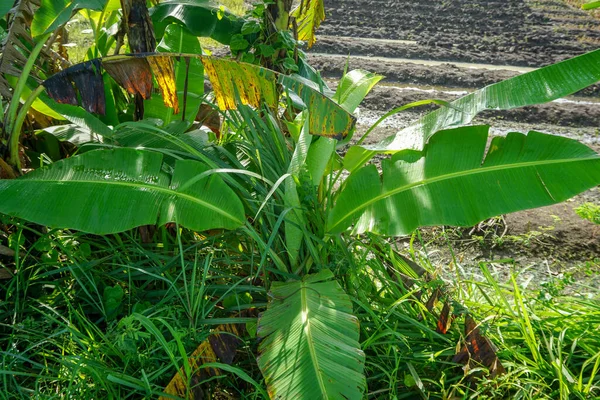 Bananenboom Waarvan Bladeren Nat Zijn Van Regen — Stockfoto