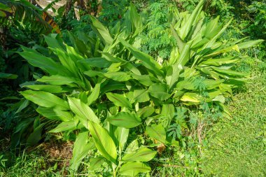 Temulawak (Curcuma zanthorrhiza) olarak adlandırılan bitki ormanda yetişir. Temulawak geleneksel bir bitkidir