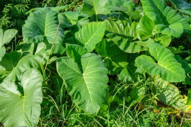 Keleladi çiçeğinin yeşil taro yaprağı yağmurdan ıslanmış.