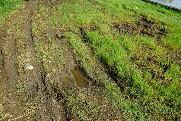 Çamurlu Islak Arazi Yabani Otlarla Kaplandı — Stok fotoğraf