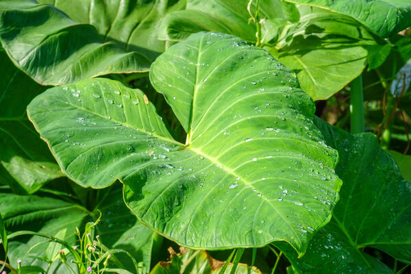 Green taro leaf of keladi flower are wet with rain