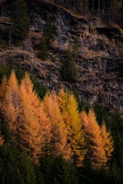 Dağ yamacında küçük bir tarla kuşu ormanı. Sonbahar mevsiminde Pinaceae familyasından kozalaklı ağaçlar.