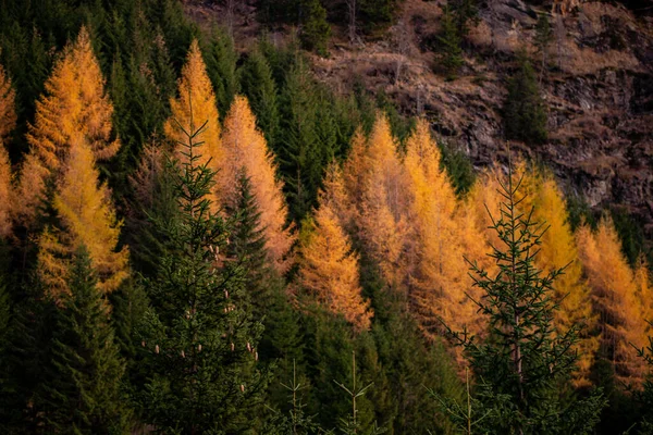 Malý Modřínový Les Úbočí Hory Rod Jehličnanů Čeledi Pinaceae Podzimní — Stock fotografie