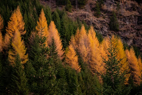 Malý Modřínový Les Úbočí Hory Rod Jehličnanů Čeledi Pinaceae Podzimní — Stock fotografie