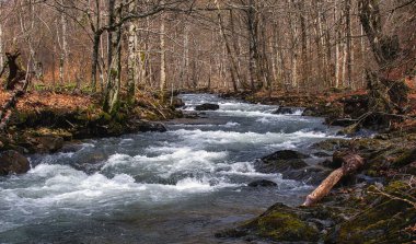 Transcarpathian bölgesinde şelaleleri olan dağ nehri, Karpatlar, Ukrayna.
