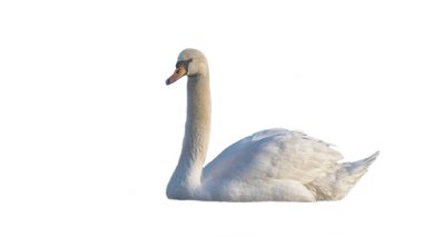 Dilsiz Kuğu Kuğu Olor. Beyaz arkaplanda kışın günbatımında sessiz Kuğu Kuğu rengi.