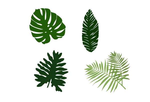 Tropische Blätter Blatt Palme Monssera Vektordatei — Stockfoto