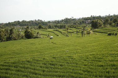 Dağlarda pirinç tarlası