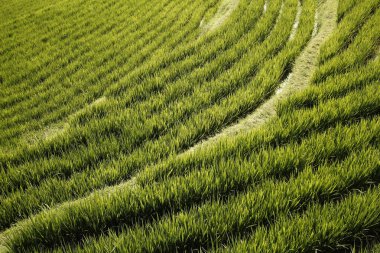 Dağlarda pirinç tarlası