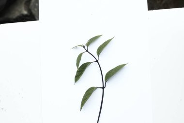 beyaz arkaplanda yeşil yapraklar