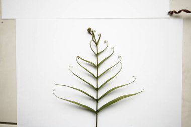 beyaz arkaplanda yeşil yapraklar