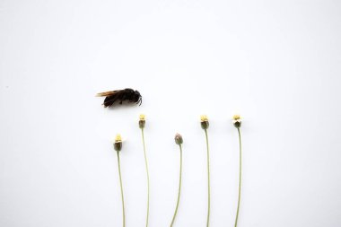 Beyaz arkaplanda karahindiba çiçeği