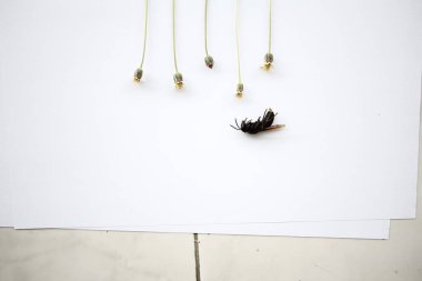 Beyaz kuş ışık arka planında ipte sallanıyor.