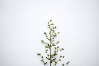 açık arkaplanda beyaz çiçekler.