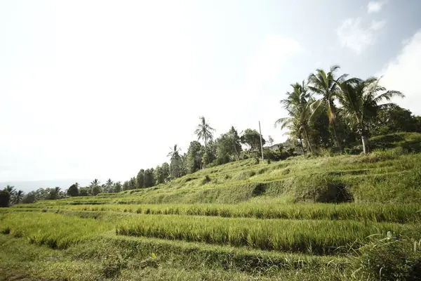 Зеленая Рисовая Плантация Горах — стоковое фото