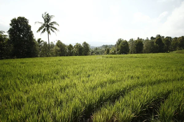 Πράσινο Χωράφι Ρυζιού Στην Ύπαιθρο — Φωτογραφία Αρχείου