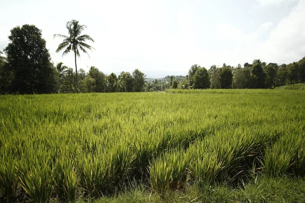 Зелене Рисове Поле Сільській Місцевості — стокове фото
