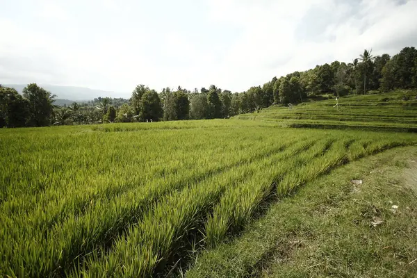 Рисовое Поле Деревне — стоковое фото