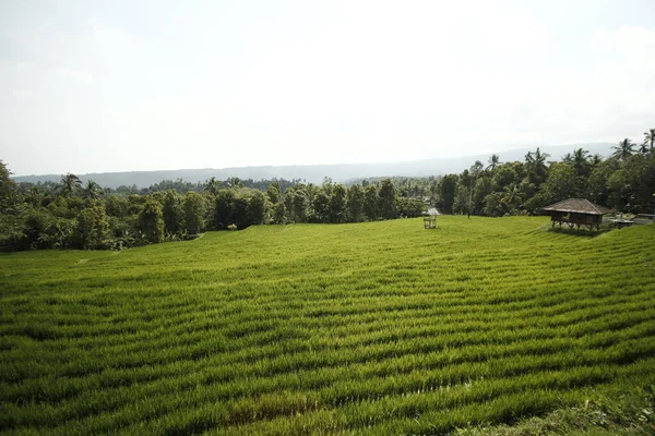 Рисовое Поле Утром — стоковое фото