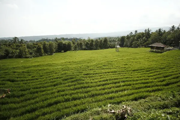 Рисовое Поле Утром — стоковое фото