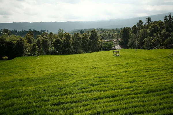 Зеленое Рисовое Поле Сельской Местности — стоковое фото