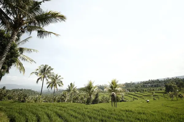 Vihreä Riisi Istutus Balilla Indonesiassa — kuvapankkivalokuva