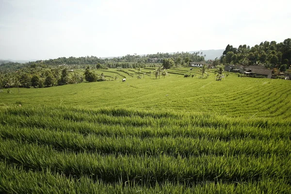 Zielone Pole Ryżu Rano — Zdjęcie stockowe